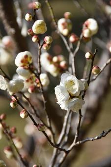 Plum (Tamabotan), JPG Plum (Tamabotan), JPG