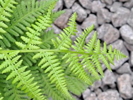 わらび わらび シダ,ワラビ,わらびの写真素材