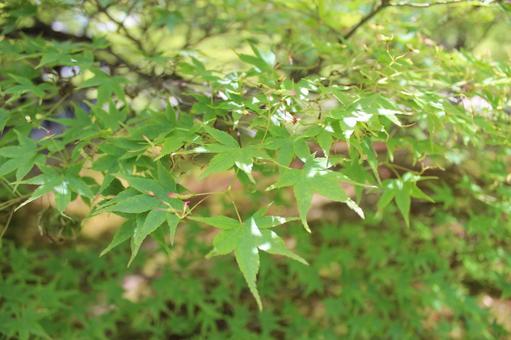 青紅葉 紅葉,青紅葉,もみじの写真素材