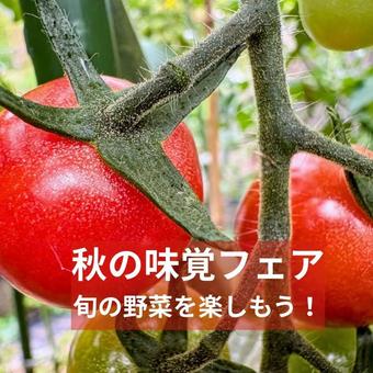 トマトポスター トマトポスターの写真