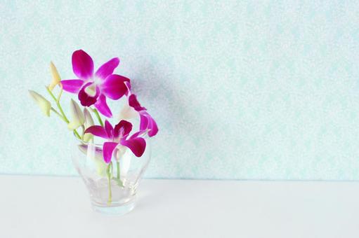 デンファレ デンファレ 花,デンファレ,蘭の写真素材