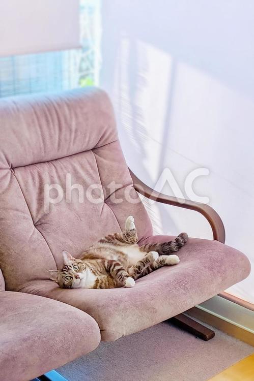 ソファーで寛ぎ見つめる可愛いトラ猫 縦 猫,ねこ,ネコの写真素材