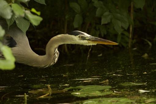 Grey Heron, JPG
