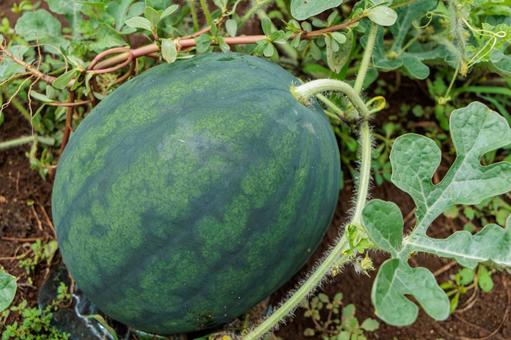 畑で食べごろに育つスイカ 畑で食べごろに育つスイカ 野菜,畑,農業の写真素材