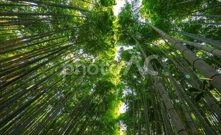 嵯峨野　竹林の道 嵐山,竹林,京都の写真素材