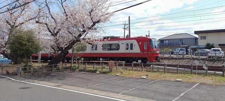 サクラと電車 サクラと電車の写真