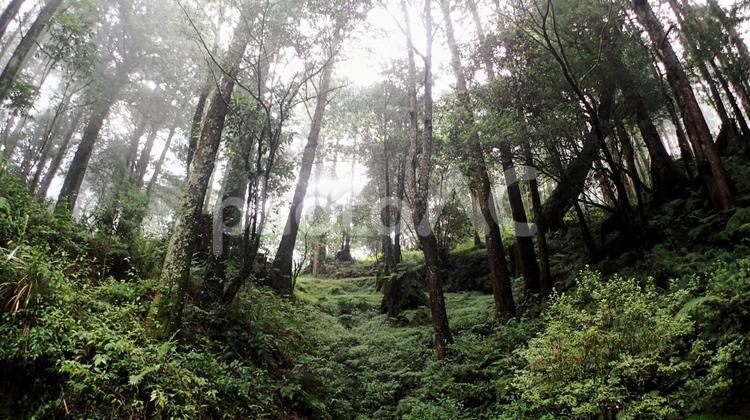 阿里山森林遊楽区　台湾 祝山,日の出,阿里山の写真素材