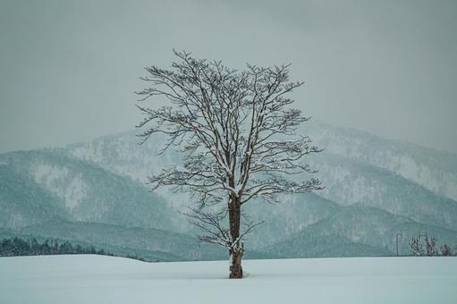 広大な雪原に佇む一本の木の静かな冬景色 一本木,木,樹の写真素材