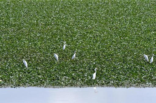 池に集まったサギの群れ 池に集まったサギの群れ サギ,鳥,野生の写真素材