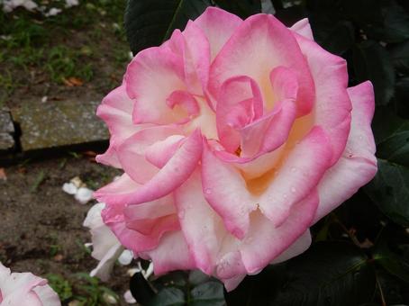 【薔薇の写真】バラの花 【薔薇の写真】バラの花の写真