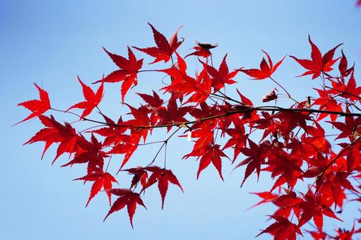 赤く紅葉したモミジ13 モミジ,紅葉,紅葉狩りの写真素材