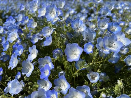 ネモフィラの写真