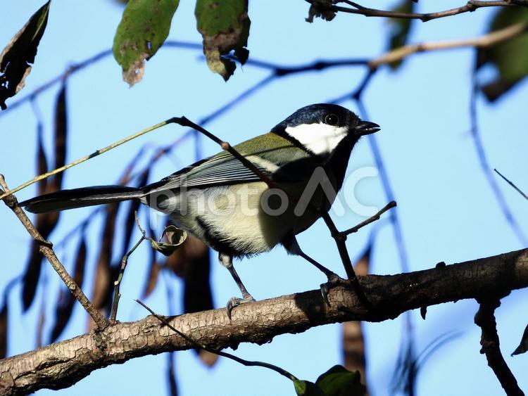 木の実を食むシジュウカラ 鳥,野鳥,シジュウカラの写真素材
