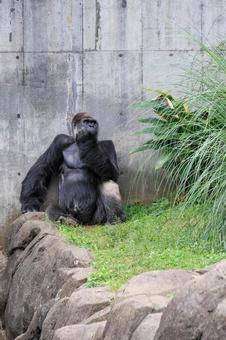 ニシゴリラ ニシゴリラの写真