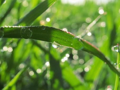 水滴と緑の葉の風景 水滴と緑の葉の風景 水滴,しずく,雨の写真素材