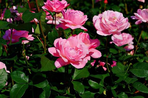 10月のバラ 10月のバラ バラ,薔薇,ローズピンクの写真素材