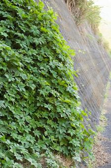 道路沿いの擁壁から垂れ下がった蔓草 道路沿いの擁壁から垂れ下がった蔓草の写真