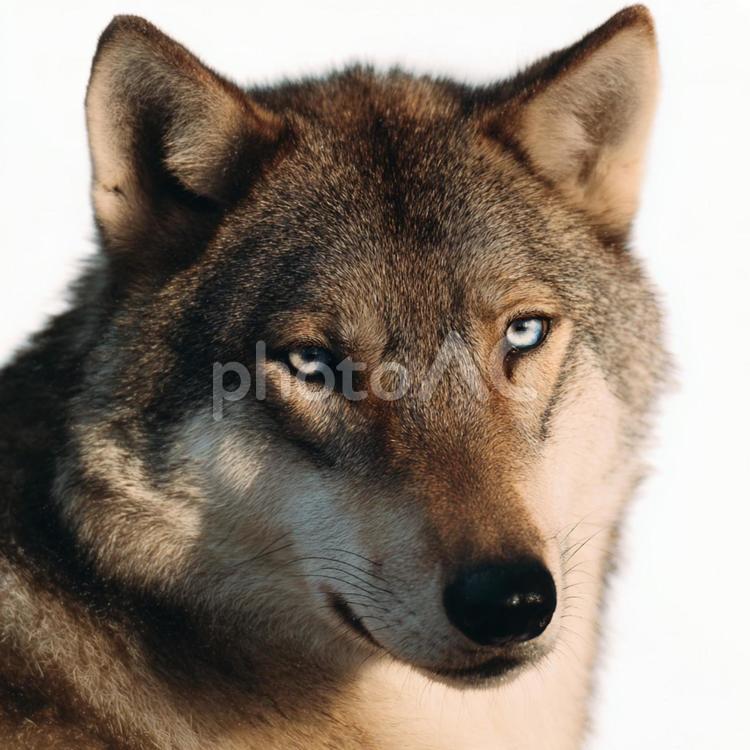 白を背景にした印象的なオオカミ オオカミ,動物,野生動物の写真素材