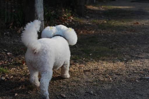 Photo, dog, bichon frize, a white dog, 