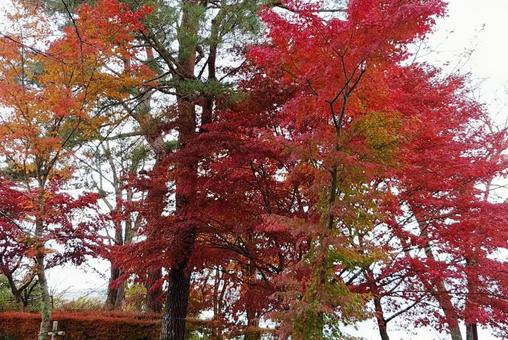 秋の紅葉 秋の紅葉 紅葉,秋,もみじの写真素材