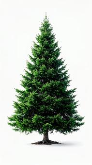 クリスマス・モミの木 クリスマス・モミの木の写真