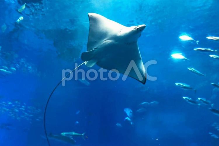 水族館のイメージ 水族館,エイ,魚の写真素材