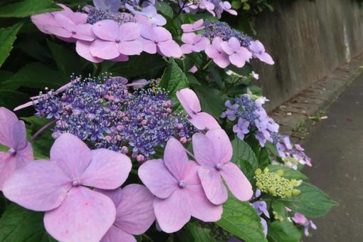 Hydrangea and road, JPG