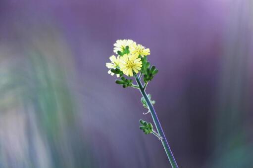 美しい背景と黄色い草花 花,春,草花の写真素材
