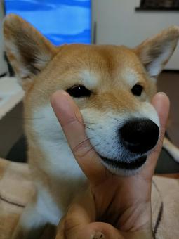 おやつ欲しさにあご乗せする柴犬! おやつ欲しさにあご乗せする柴犬!の写真