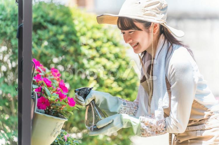 ガーデニングフェンスの花に水やりする女性 ガーデニング,ガーデナー,水やりの写真素材