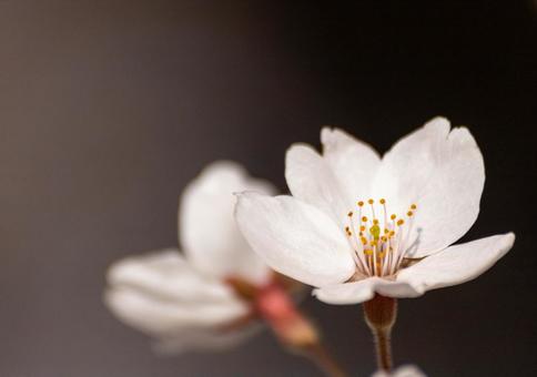 可憐に咲きほころぶ満開の桜の花 可憐に咲きほころぶ満開の桜の花の写真