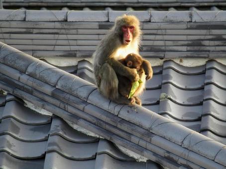 サル サル 屋根,瓦,サルの写真素材