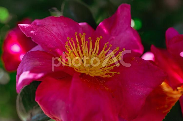 赤い椿の花２７ 椿,ツバキ,つばきの写真素材