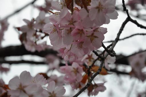 桜 桜の写真