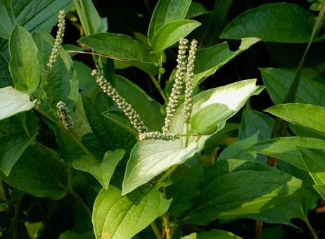 [Flower Photo] Japanese lantern plant, JPG