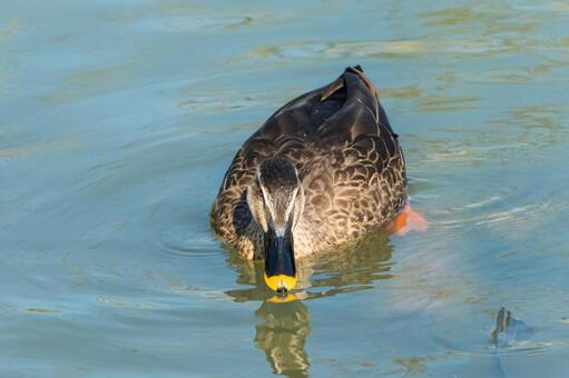 正面から水面を泳いで近づくカルガモ カルガモ,鳥,水面の写真素材