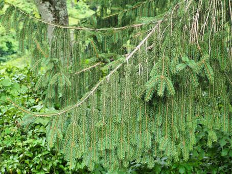 植物3 植物3の写真