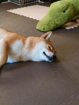 暑くてゴロ寝する柴犬です！ 犬,柴犬,ゴロ寝の写真素材