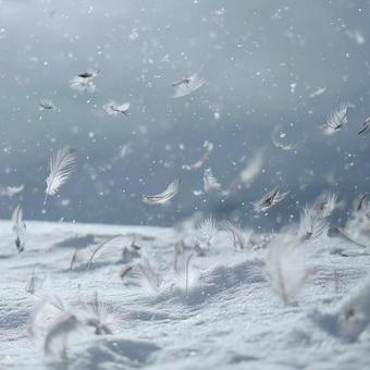 軽やかに浮かぶ羽根の幻想的な瞬間 軽やかに浮かぶ羽根の幻想的な瞬間の写真