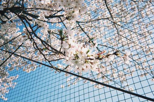 桜と区切られた青空 桜と区切られた青空 桜,桜の木,春の写真素材