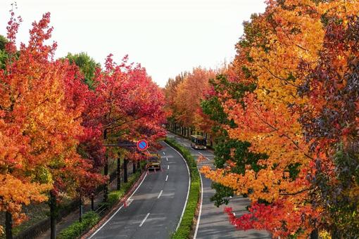 紅葉狩りの写真