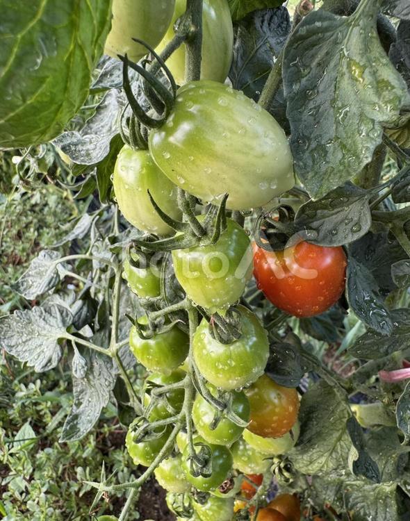夏の中玉トマト 中玉トマト,トマト,夏の写真素材