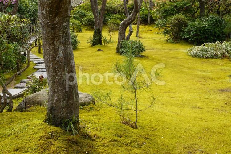 京都　庭園の風景 庭,庭園,日本庭園の写真素材