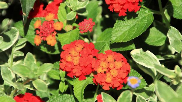 夏の花壇 鮮やかなランタナ 夏の花壇 鮮やかなランタナの写真