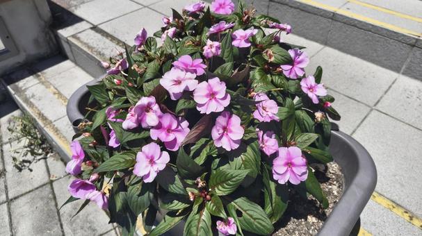 真夏の鮮やかな花(インパチェンス) 真夏の鮮やかな花(インパチェンス) インパチェンス,花,植物の写真素材