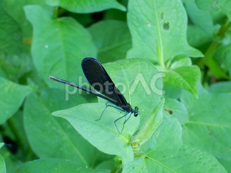 【昆虫写真】ハグロトンボ（羽黒蜻蛉） ハグロトンボ,羽黒蜻蛉,生き物の写真素材