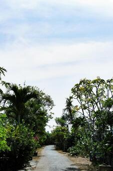 亜熱帯の植物に囲まれた静かな小道 バリ島,小道,植物の写真素材