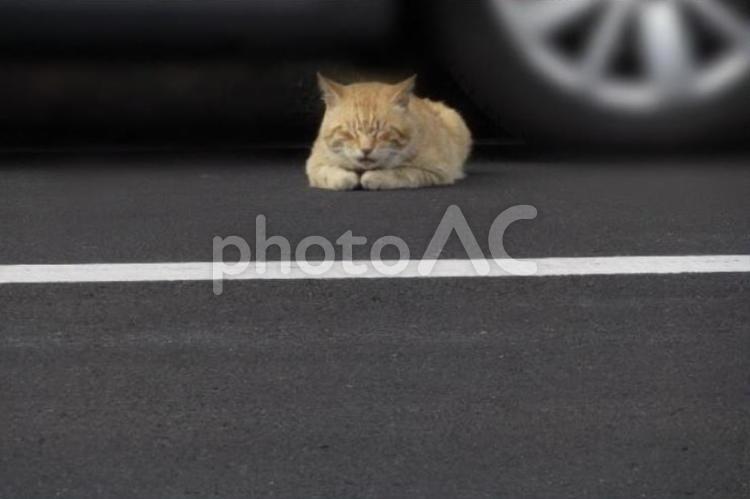 駐車場の眠たい猫ちゃん 猫ちゃん,生き物,猫の写真素材