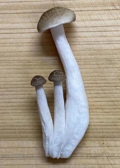 シメジ シメジ しめじ,シメジ,きのこの写真素材