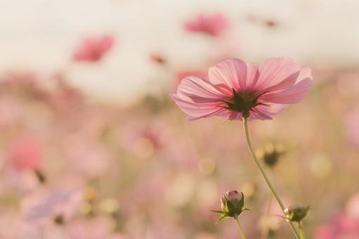 早朝のコスモス畑 早朝のコスモス畑 秋桜,秋,朝焼けの写真素材